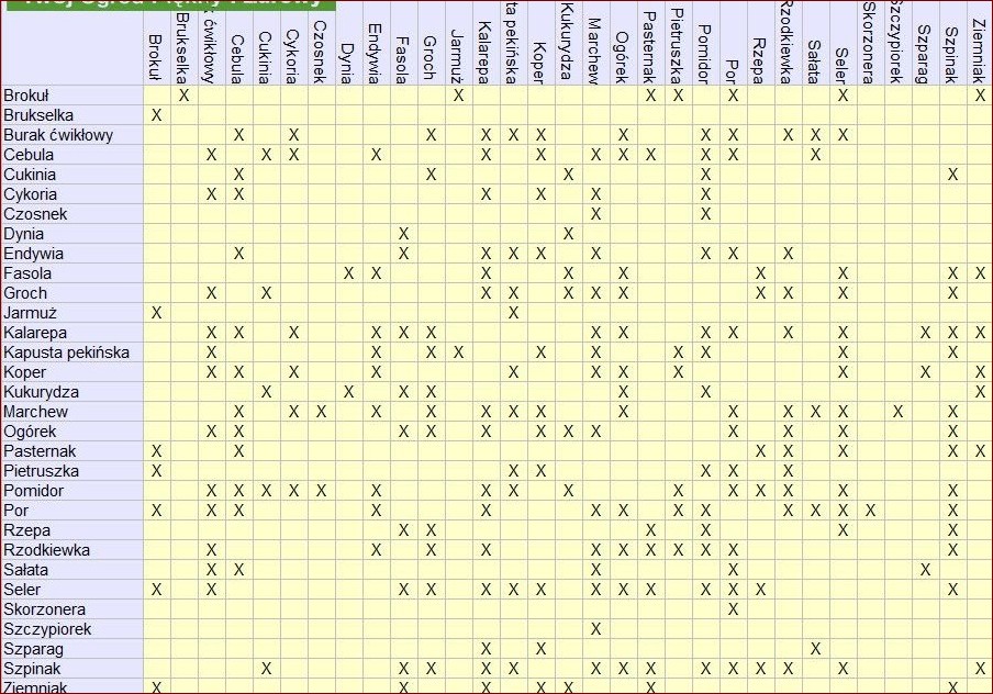 Jakie warzywa siać obok siebie? Tabela najlepszych i najgorszych połączeń