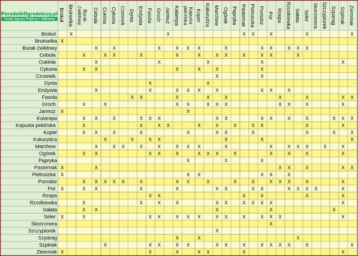 Jakie warzywa siać obok siebie? Tabela najlepszych i najgorszych połączeń