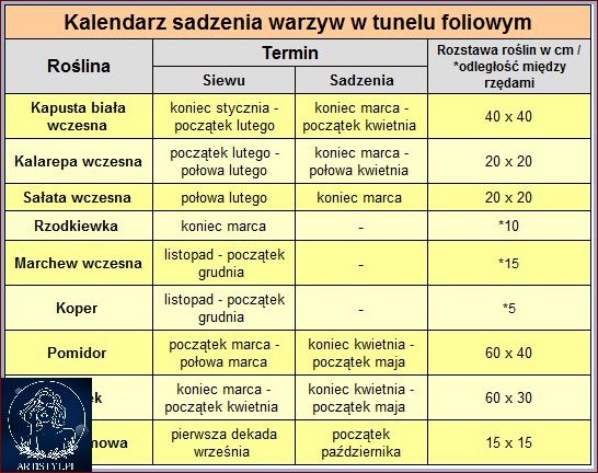 Jakie warzywa siać obok siebie? Tabela najlepszych i najgorszych połączeń