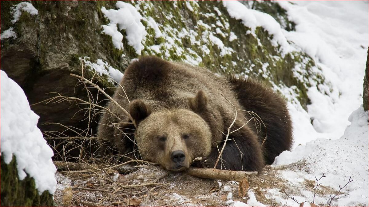 Jakie zwierzęta zapadają w sen zimowy? Odkryj fascynujące przygotowania i przemiany!