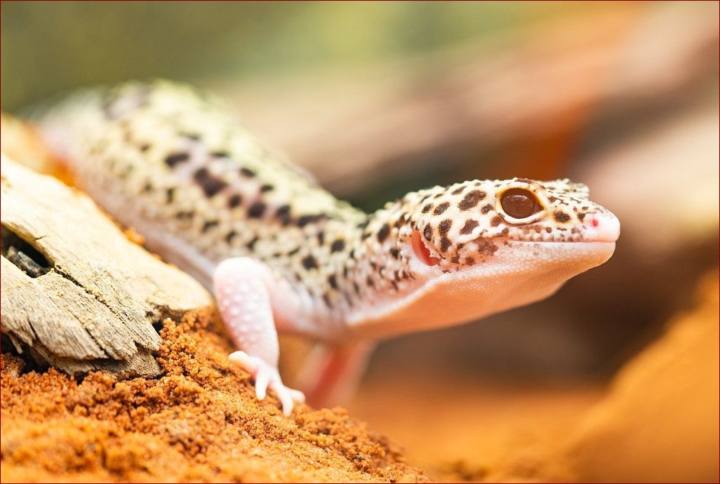 Jaszczurki dla początkujących: Odkryj świat gadów w 5 prostych krokach!