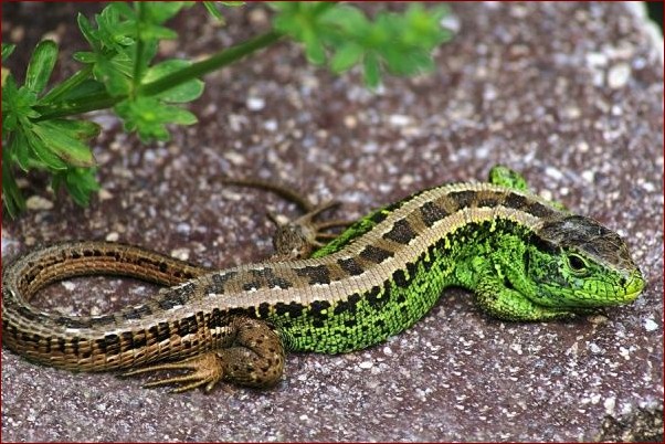 Jaszczurki dla początkujących: Odkryj świat gadów w 5 prostych krokach!
