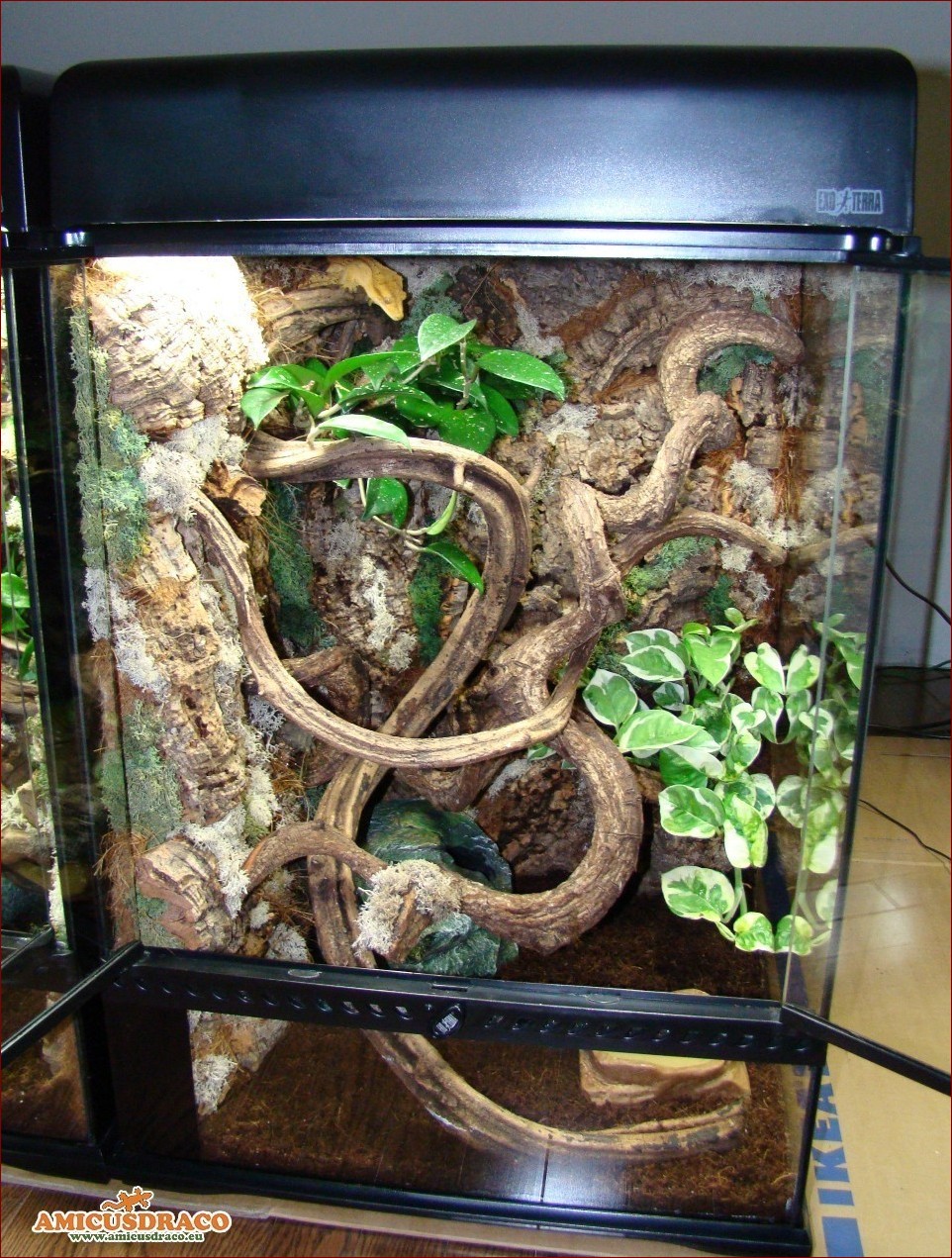 Jaszczurki do terrarium - Ekspertka poradnik dla miłośników tych egzotycznych gadów