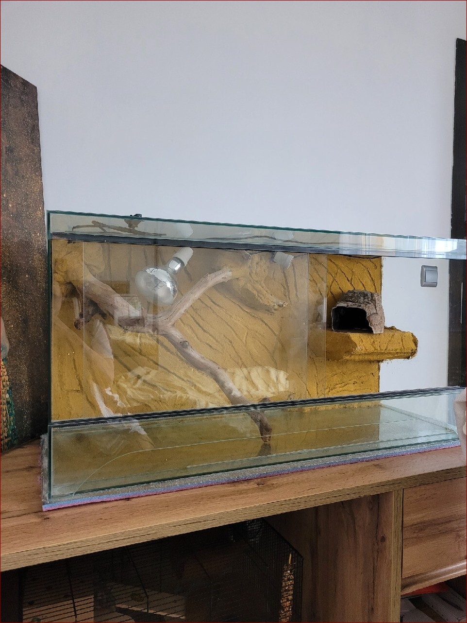 Jaszczurki do terrarium - Ekspertka poradnik dla miłośników tych egzotycznych gadów