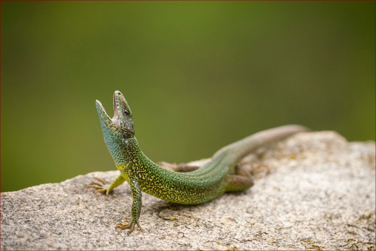 Jaszczurki w Polsce: Odkryj fascynujący świat tych niezwykłych gadów