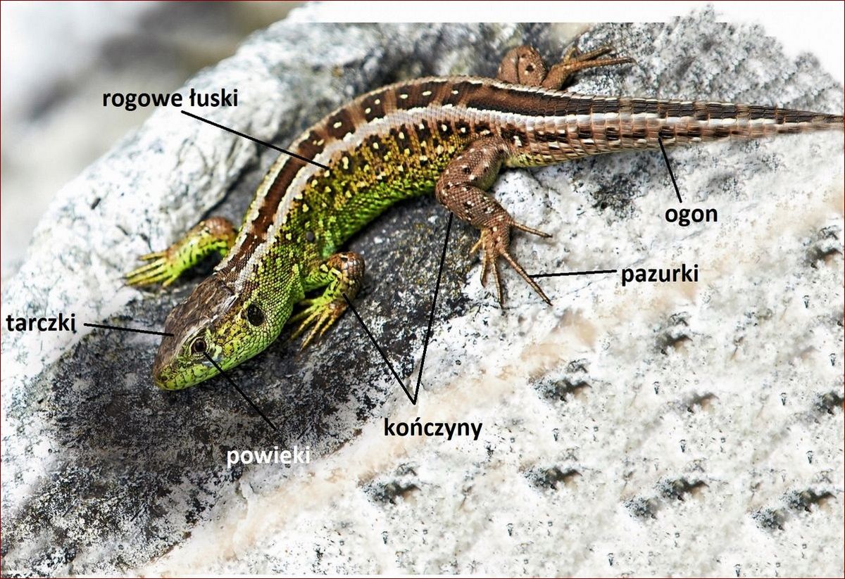 Jaszczurki w Polsce: Odkryj fascynujący świat tych niezwykłych gadów