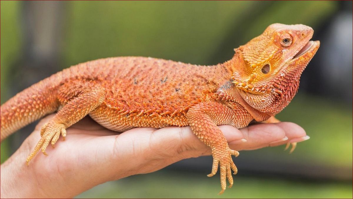 Jaszczurki w Polsce: Odkryj fascynujący świat tych niezwykłych gadów