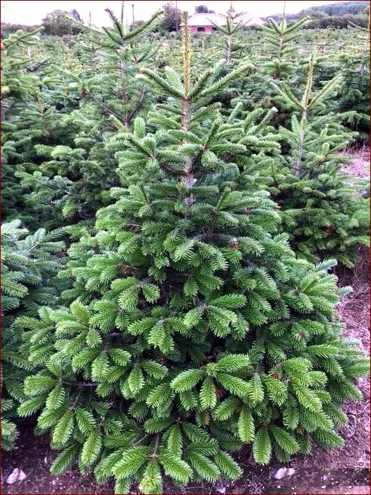 Jodła kaukaska w doniczce - zielona ozdoba wnętrz na lata. Poznaj sekrety uprawy () Jodła kaukaska w doniczce - zielona ozdoba wnętrz na lata. Poznaj sekrety uprawy