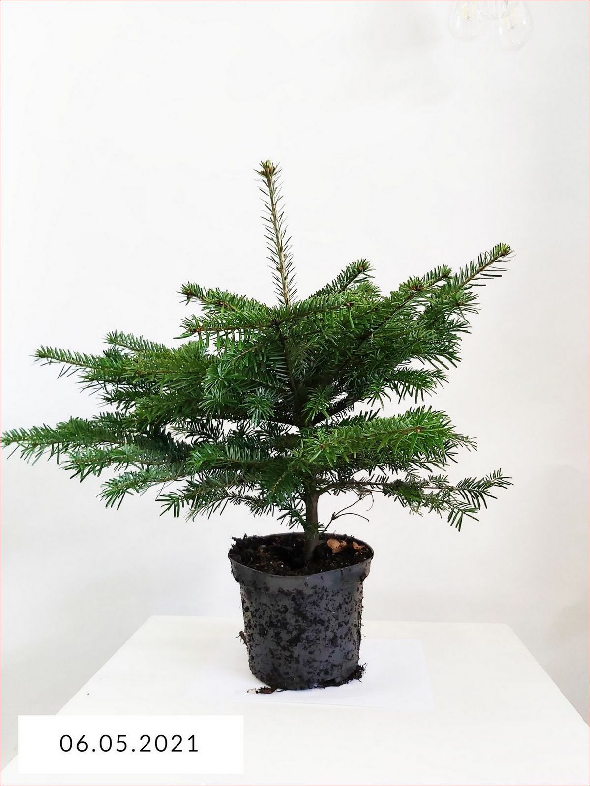 Jodła kaukaska w doniczce - zielona ozdoba wnętrz na lata. Poznaj sekrety uprawy () Jodła kaukaska w doniczce - zielona ozdoba wnętrz na lata. Poznaj sekrety uprawy