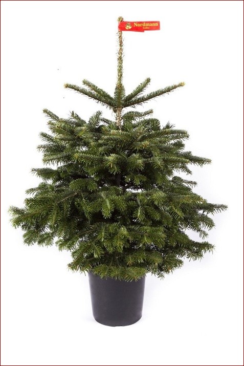 Jodła kaukaska w doniczce - zielona ozdoba wnętrz na lata. Poznaj sekrety uprawy () Jodła kaukaska w doniczce - zielona ozdoba wnętrz na lata. Poznaj sekrety uprawy