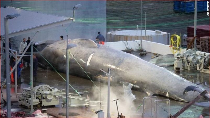 Język płetwala błękitnego: Odkryj fascynujący świat komunikacji morskich gigantów () Język płetwala błękitnego: Odkryj fascynujący świat komunikacji morskich gigantów