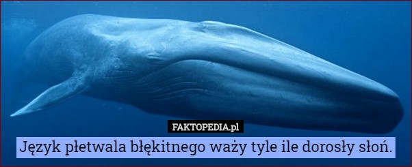 Język płetwala błękitnego: Odkryj fascynujący świat komunikacji morskich gigantów () Język płetwala błękitnego: Odkryj fascynujący świat komunikacji morskich gigantów