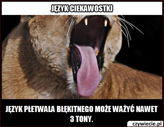 Język płetwala błękitnego: Odkryj fascynujący świat komunikacji morskich gigantów () Język płetwala błękitnego: Odkryj fascynujący świat komunikacji morskich gigantów