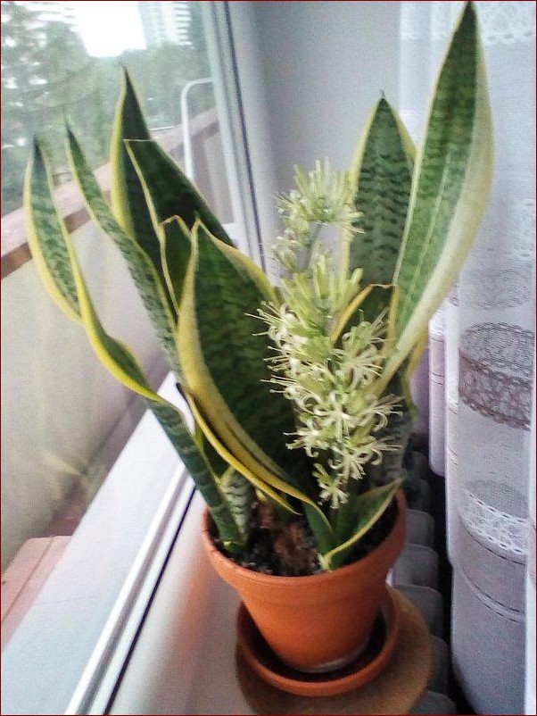 Języki teściowej podlewanie - Kompleksowy przewodnik dla zdrowych roślin