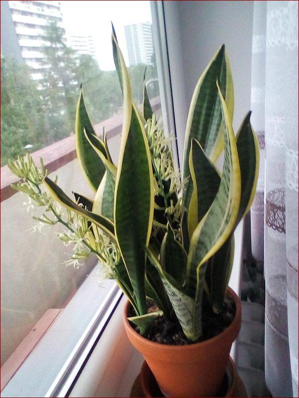 Języki teściowej podlewanie - Kompleksowy przewodnik dla zdrowych roślin