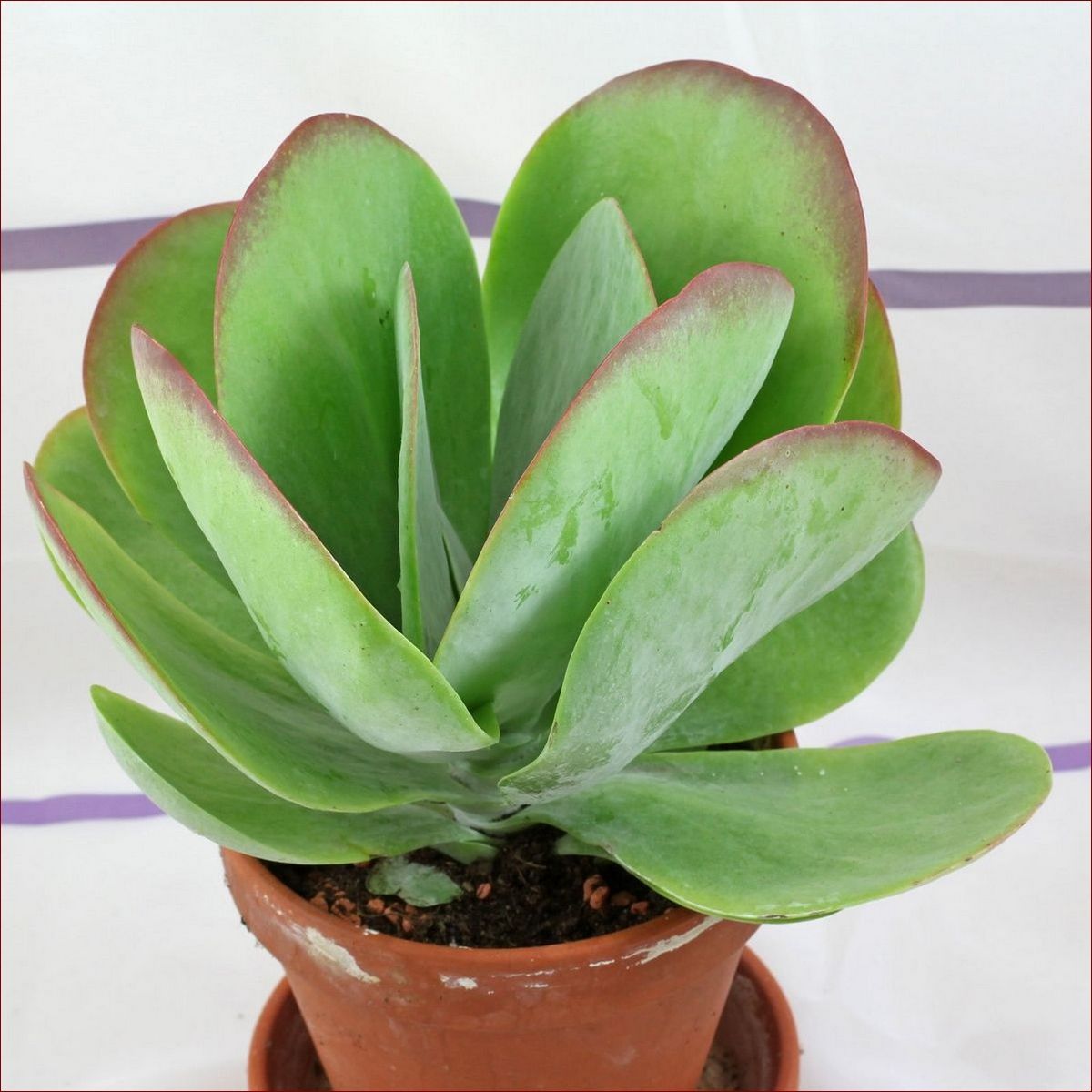 Kalanchoe thyrsiflora Uprawa: Poradnik dla Miłośników Egzotycznych Sukulentów