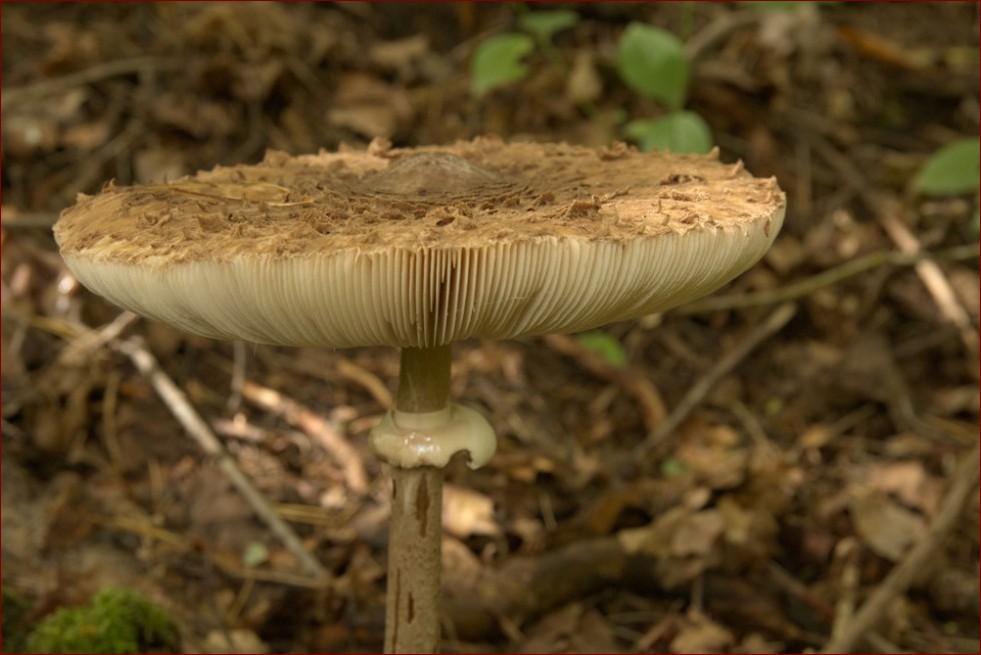 Kania a muchomor - niezwykłe spotkanie dwóch światów przyrody