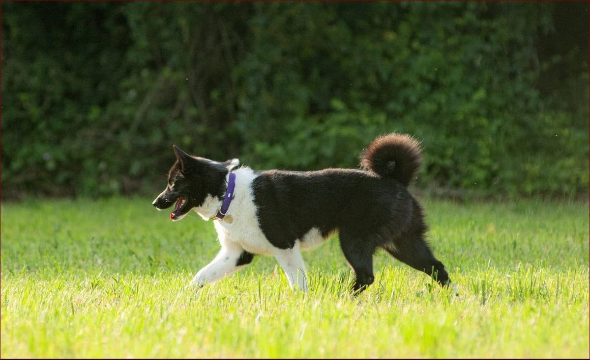 Karelski pies na niedźwiedzie - nieustraszona bestia myśliwska od wieków () Karelski pies na niedźwiedzie - nieustraszona bestia myśliwska od wieków