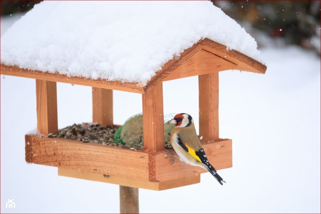 Karmnik z butelki - Prosty i ekologiczny sposób na przyciągnięcie ptaków do Twojego ogrodu
