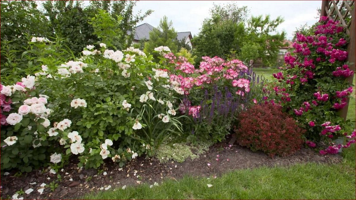 Kawa do storczyków: Odkryj naturalną moc w uprawie tych pięknych roślin