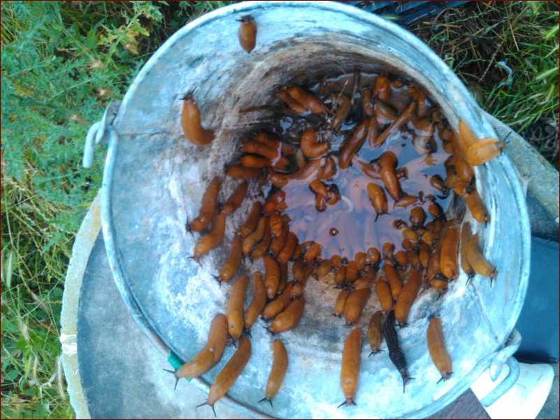 Kawa na ślimaki - naturalna broń przeciwko niechcianym gościom w ogrodzie