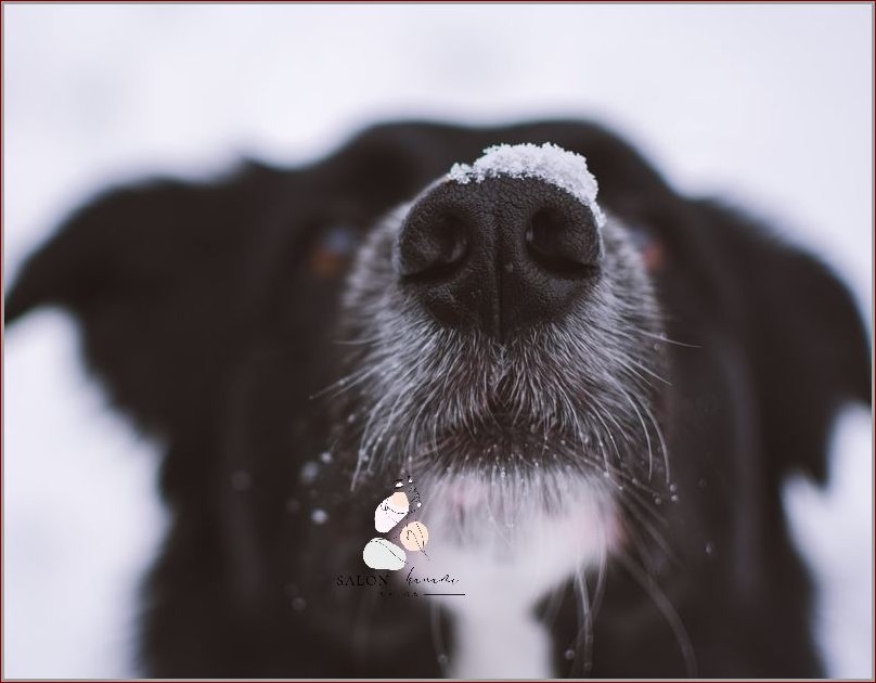 Kichanie wsteczne u psa – objawy, przyczyny i skuteczne metody leczenia