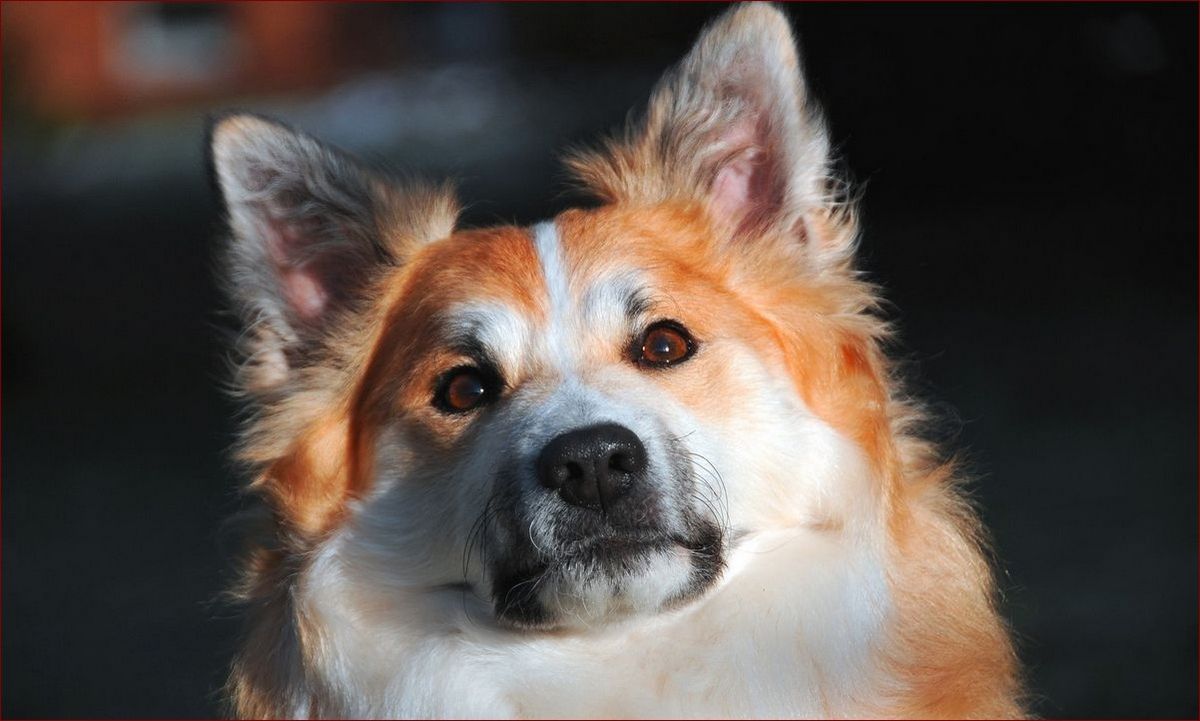 Kichanie wsteczne u psa – objawy, przyczyny i skuteczne metody leczenia