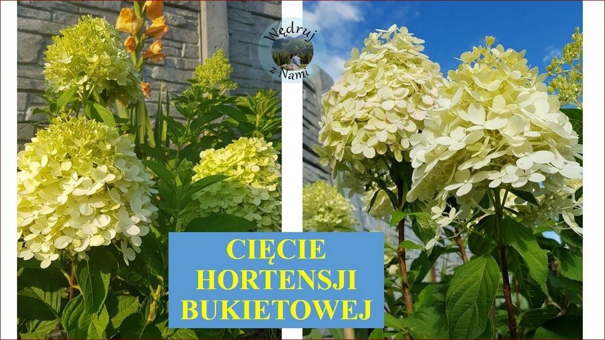 Kiedy ciąć hortensje bukietowe? Sprawdź praktyczny przewodnik krok po kroku () Kiedy ciąć hortensje bukietowe? Sprawdź praktyczny przewodnik krok po kroku