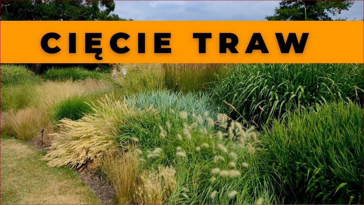 Kiedy Ciąć Trawę? Sekrety Mistrzów Idealnego Trawnika Odkryte!