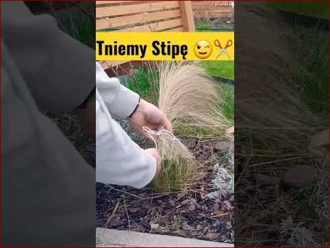 Kiedy Ciąć Trawę? Sekrety Mistrzów Idealnego Trawnika Odkryte!