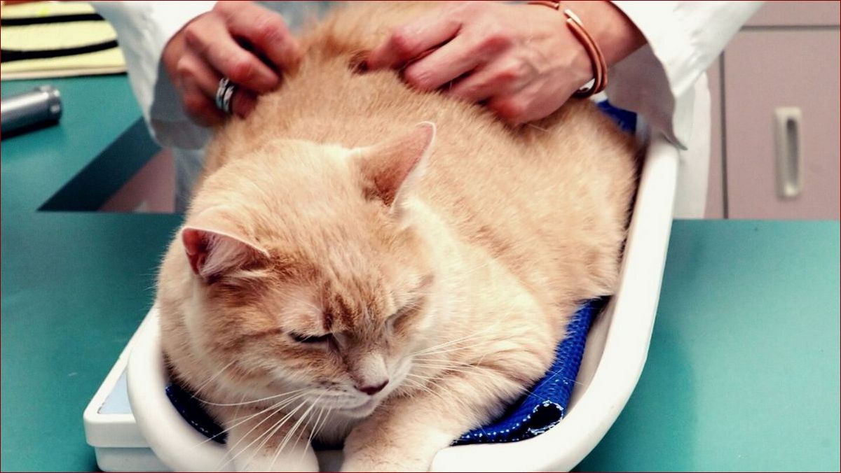 Kiedy kastrować kota? Kompleksowy przewodnik z optymalnym harmonogramem