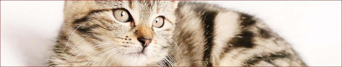 Kiedy kastrować kota? Kompleksowy przewodnik z optymalnym harmonogramem