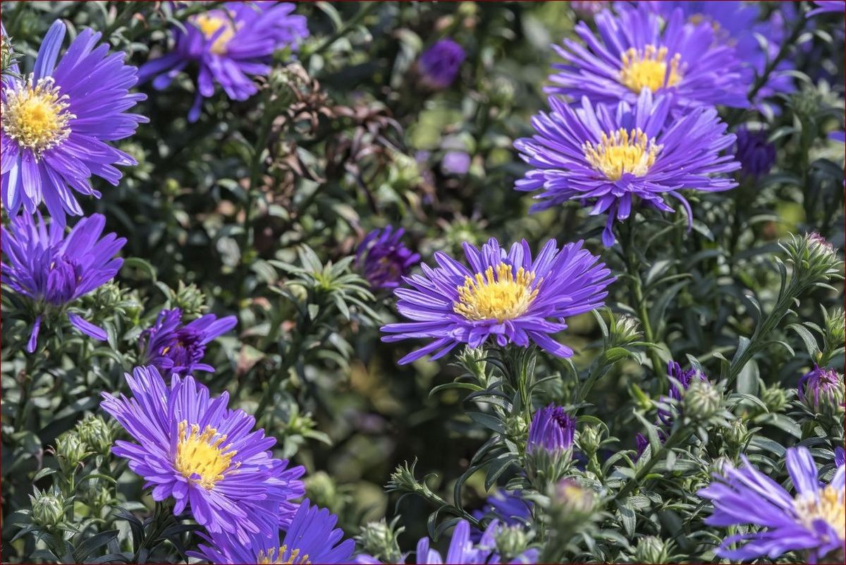 Kiedy kwitną astry? Odkryj dokładne terminy i tajniki pielęgnacji