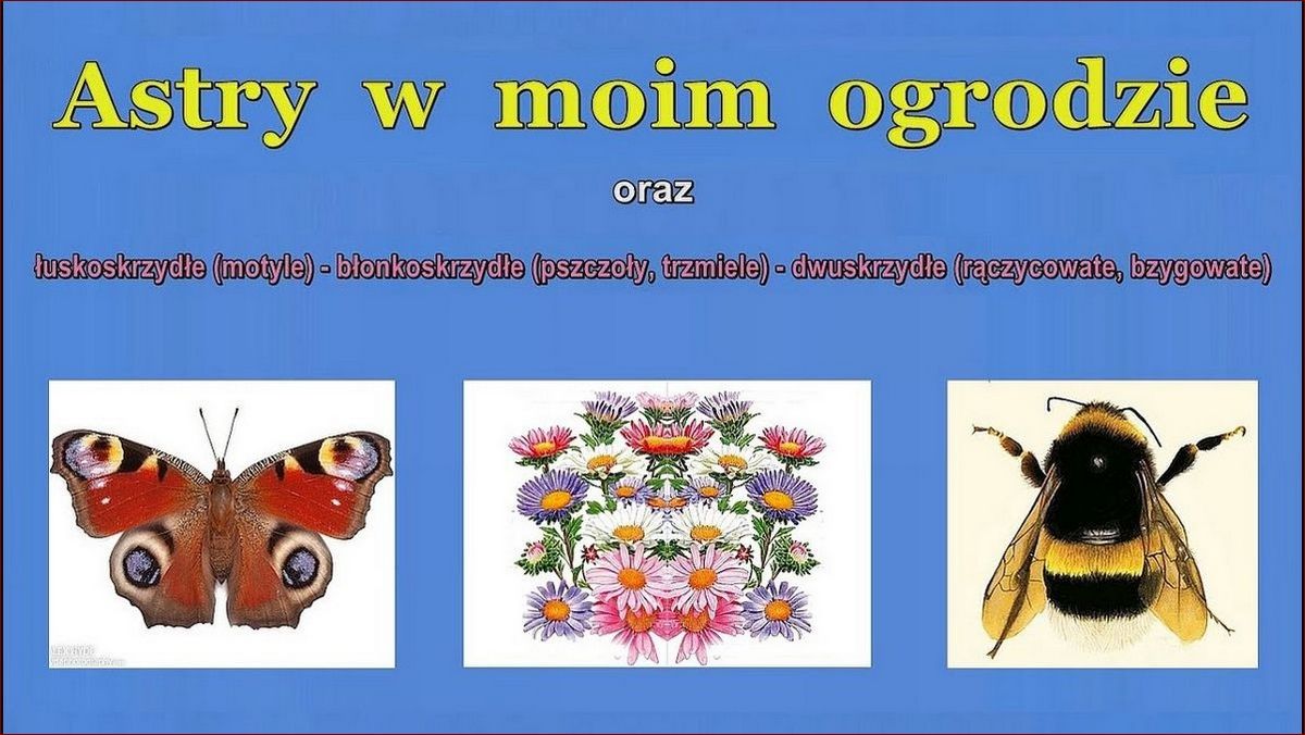 Kiedy kwitną astry? Odkryj dokładne terminy i tajniki pielęgnacji