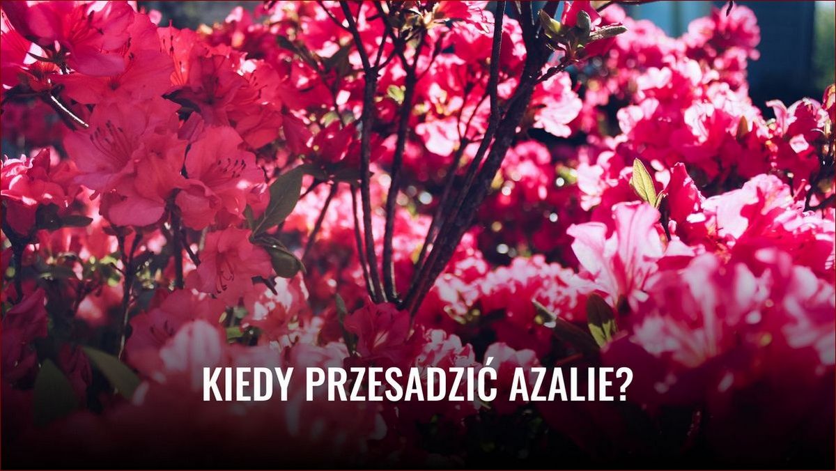 Kiedy kwitną azalie? Poznaj szczegółowy harmonogram i porady () Kiedy kwitną azalie? Poznaj szczegółowy harmonogram i porady
