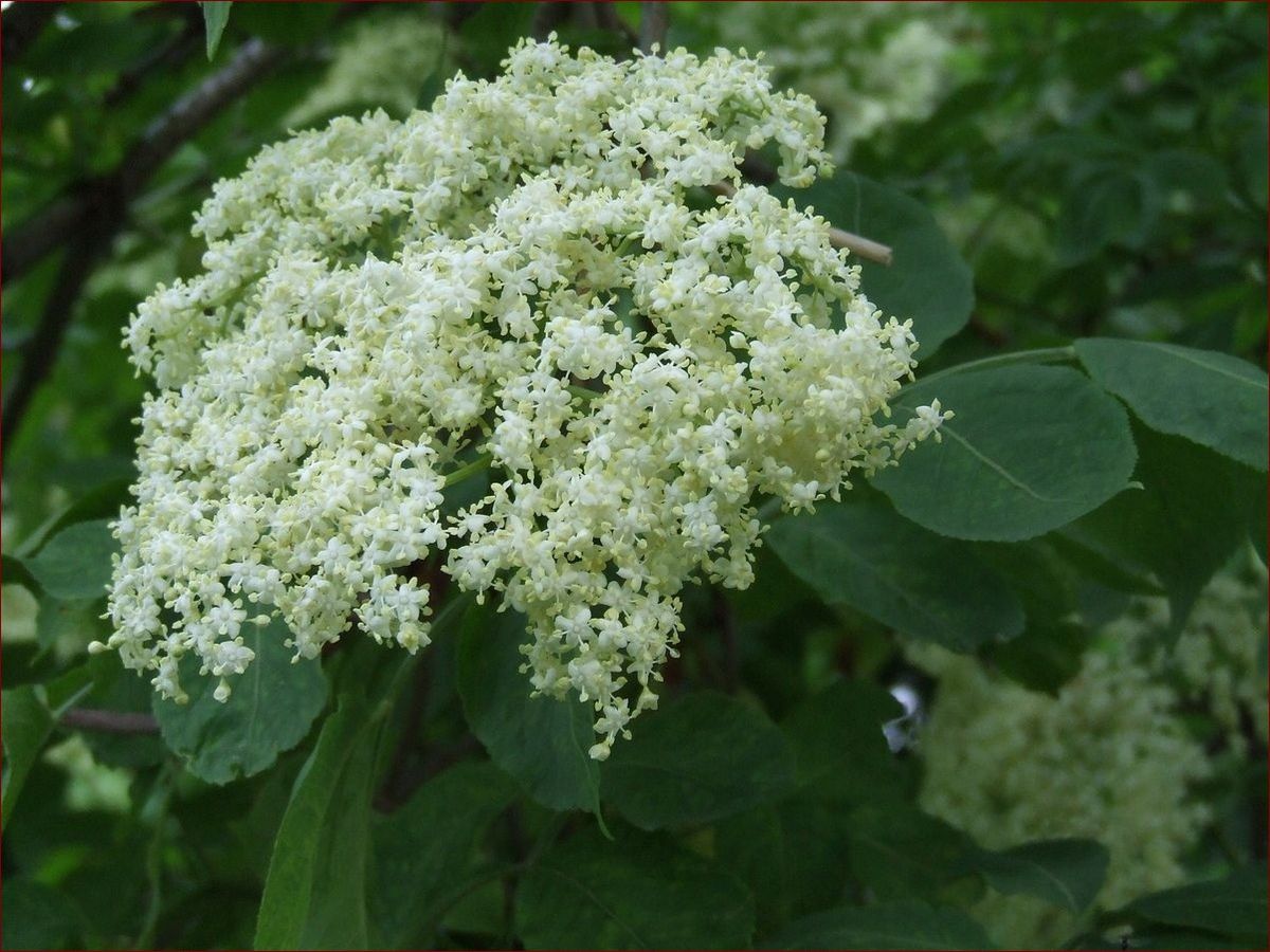 Kiedy kwitnie czarny bez? Odkryj magiczny czas kwitnącej lilii w ogrodzie!
