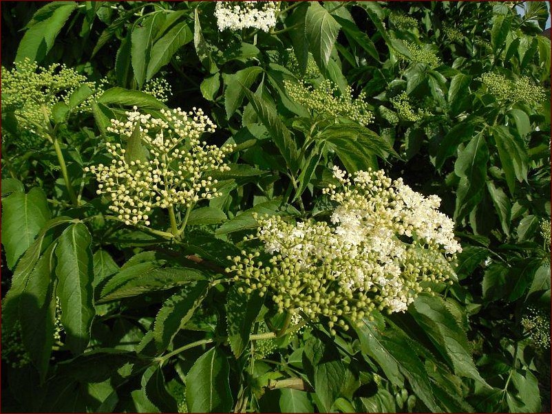 Kiedy kwitnie czarny bez? Odkryj magiczny czas kwitnącej lilii w ogrodzie!