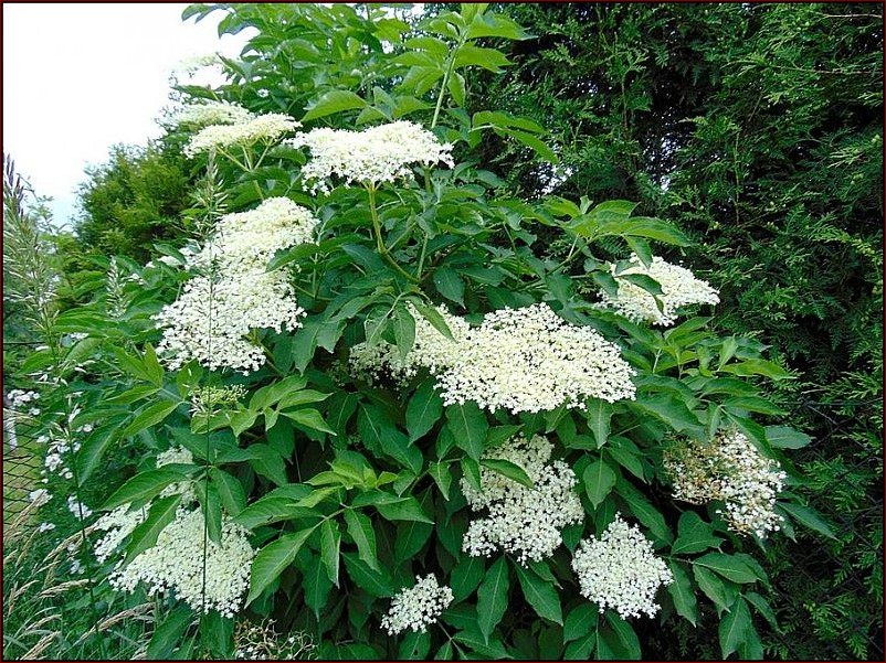 Kiedy kwitnie czarny bez? Odkryj magiczny czas kwitnącej lilii w ogrodzie!