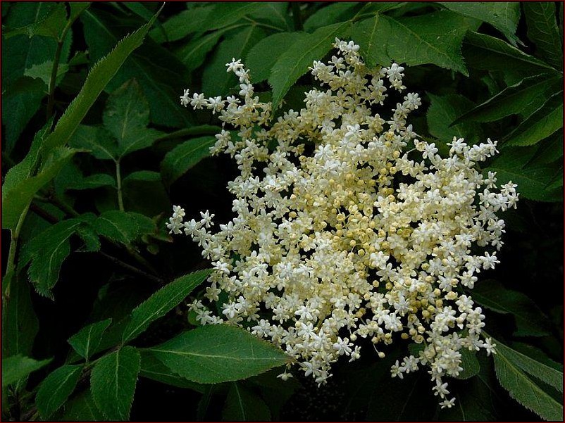 Kiedy kwitnie czarny bez? Odkryj magiczny czas kwitnącej lilii w ogrodzie!