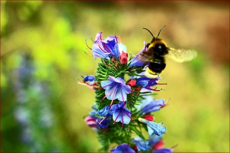Kiedy kwitnie głóg? Odkryj piękno i magię kwitnącego krzewu w twoim ogrodzie