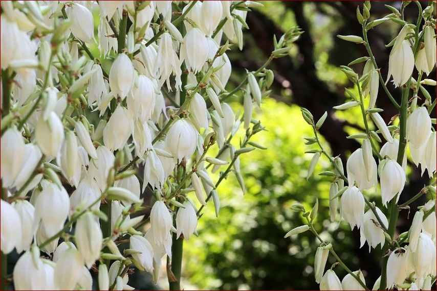Kiedy kwitnie juka? Odkryj sekretny cykl życia tej egzotycznej rośliny!