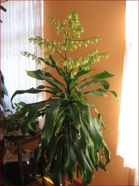 Kiedy kwitnie juka? Odkryj sekretny cykl życia tej egzotycznej rośliny!