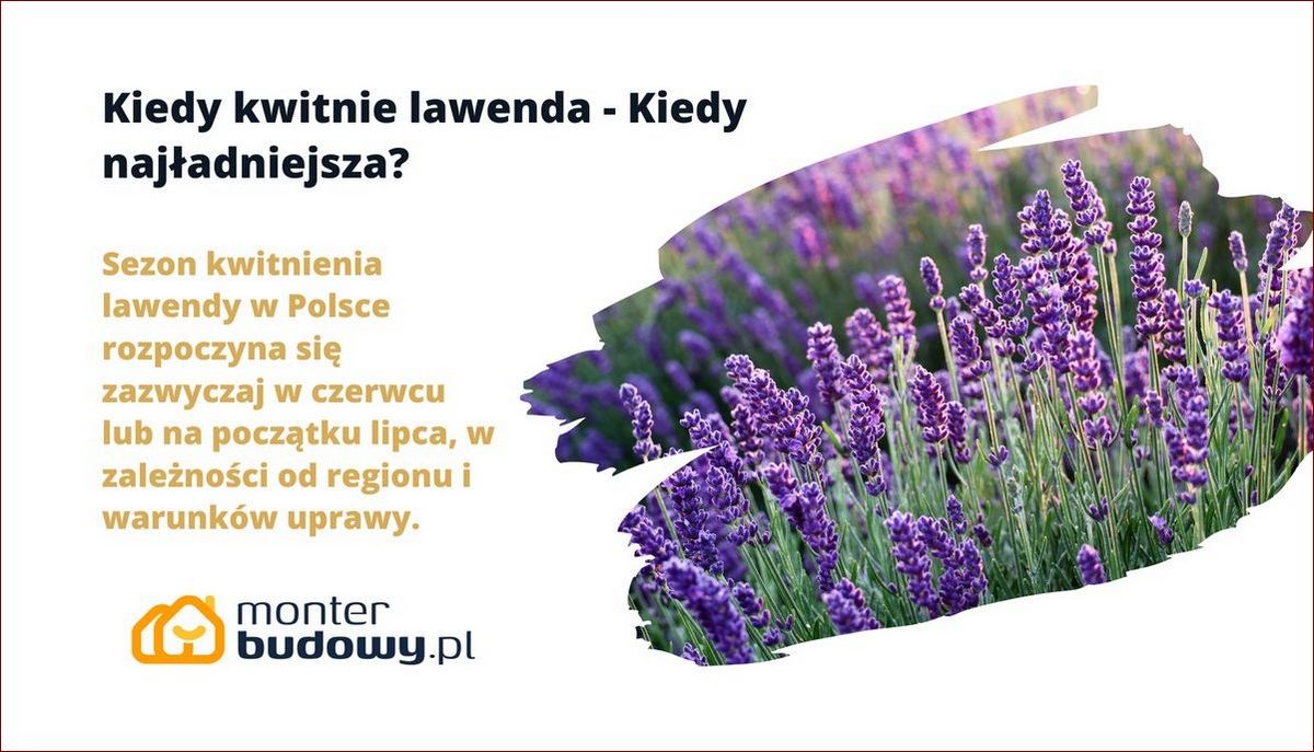 Kiedy kwitnie lawenda? Odkryj sekret fioletowego raju i podróżuj w czasie
