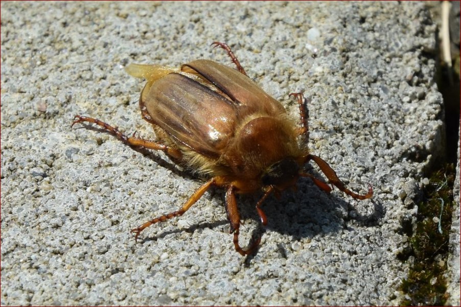 Kiedy latają chrabąszcze? Odkryj tajemnice sezonowego pojawienia się tych owadów