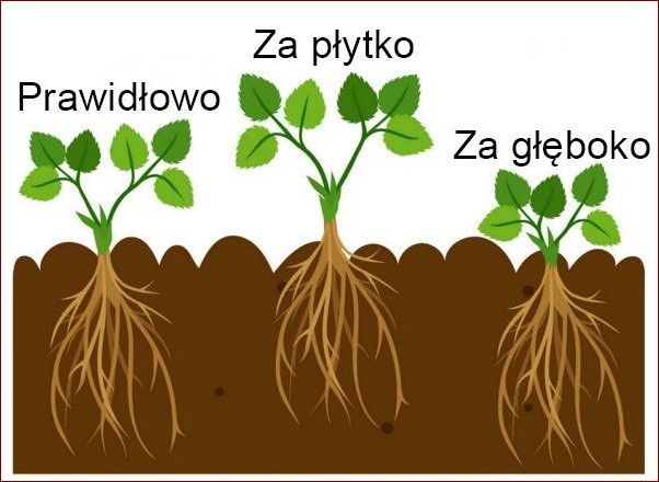 Kiedy nawozimy truskawki - kompletny poradnik z harmonogramem nawożenia