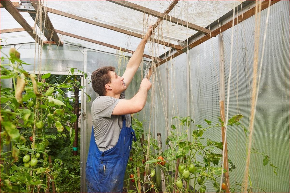 Kiedy podwiązać pomidory - klucz do obfitych plonów i zdrowych roślin