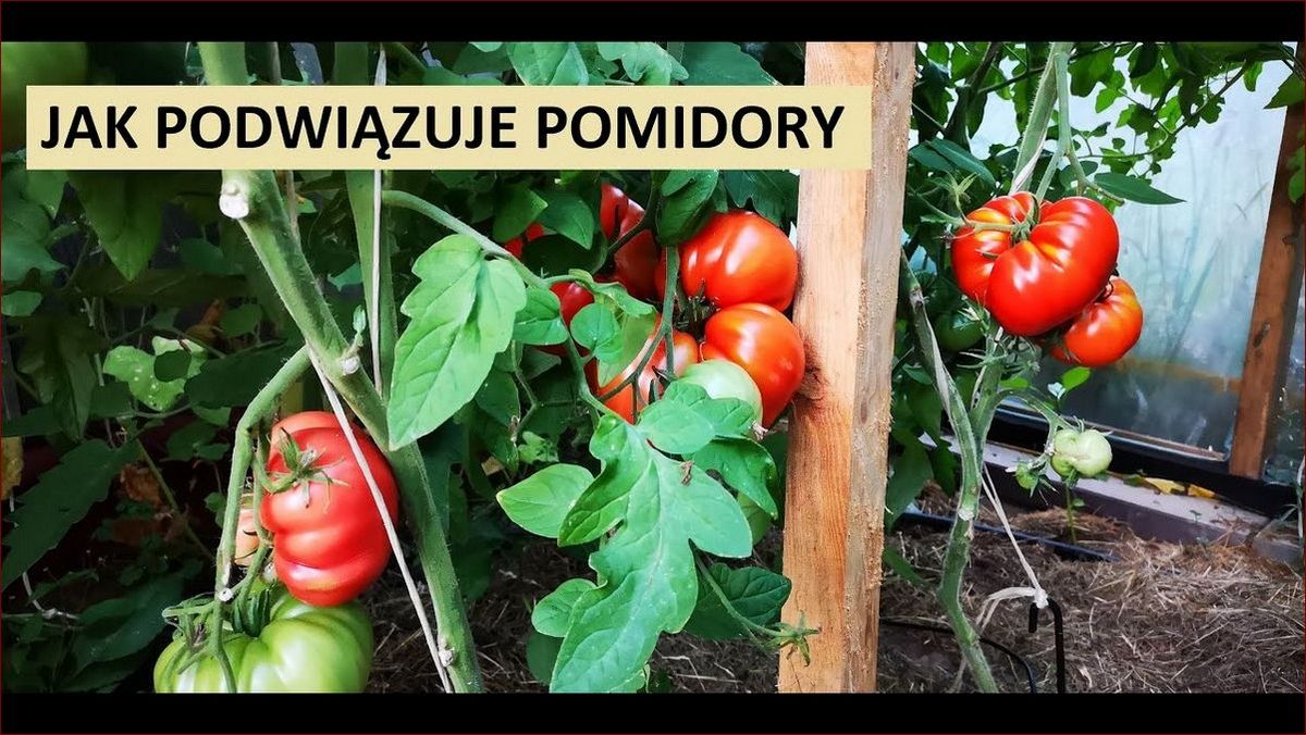 Kiedy podwiązać pomidory - klucz do obfitych plonów i zdrowych roślin
