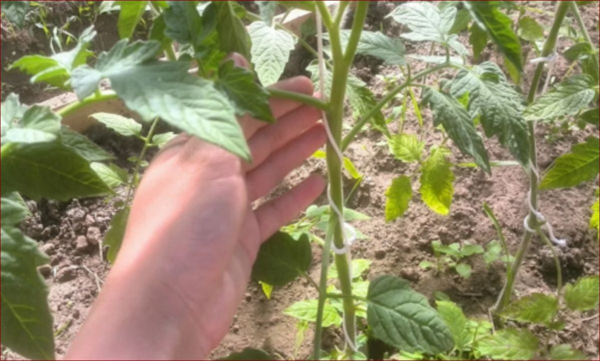 Kiedy podwiązać pomidory - klucz do obfitych plonów i zdrowych roślin