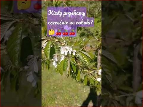 Kiedy pryskać czereśnie na robaka? Kluczowe wskazówki dla optymalnej ochrony plonów