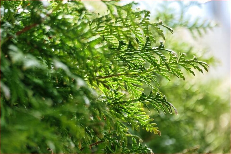 Kiedy przesadzać bez - poradnik: terminy, techniki, pielęgnacja